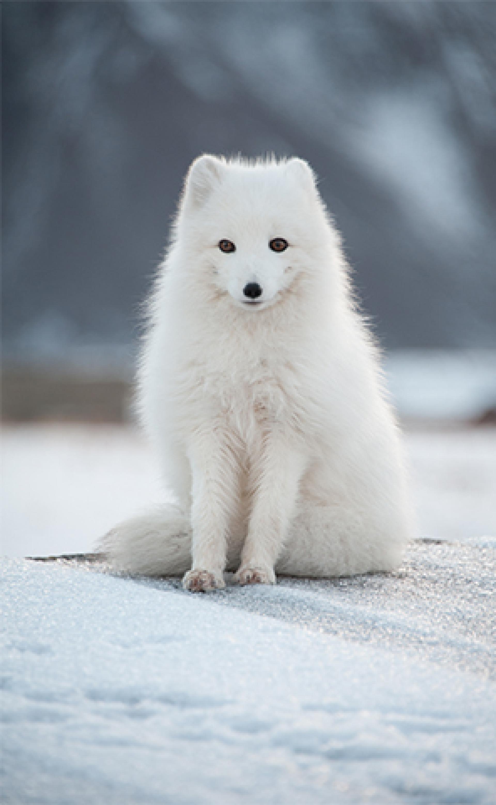 Wildlife_Arctic-Fox5_296x480