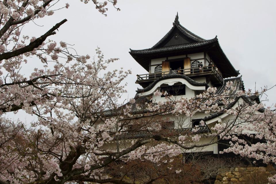 7 Image 7