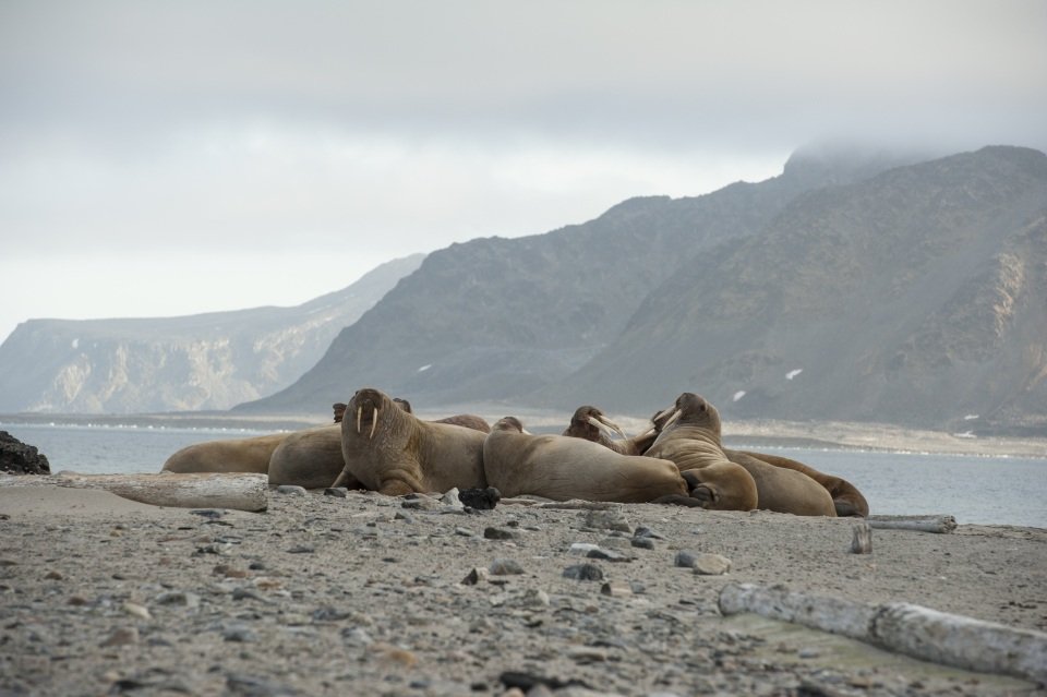 Spitsbergen cruise port